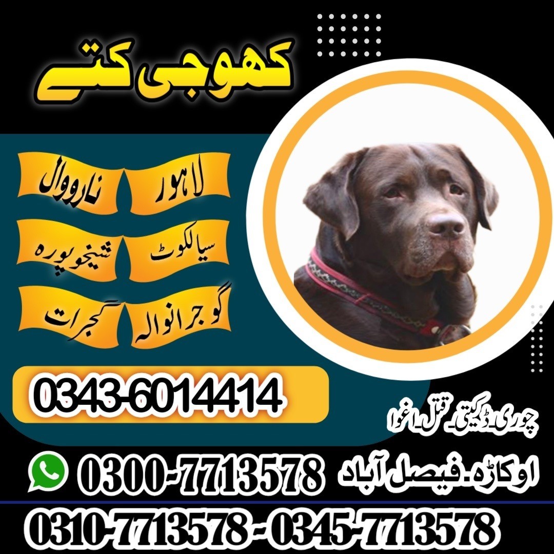 Khoji Dog Centre Okara  0300-7713578 Khoji Kutta Okara