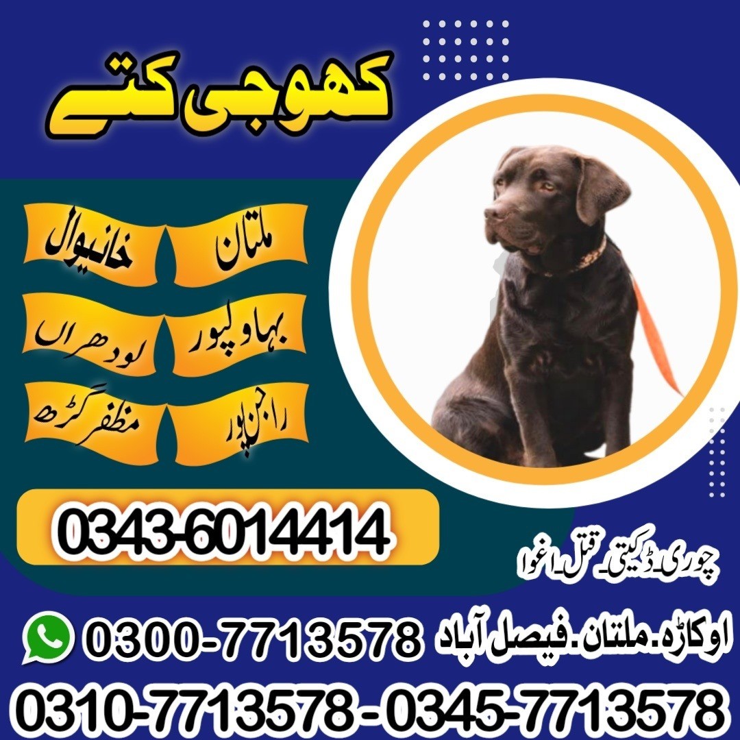 Khoji Dog Centre Okara  0300-7713578 Khoji Kutta Okara