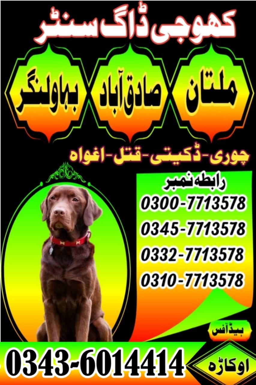 Khoji Dog Centre Okara  0300-7713578 Khoji Kutta Okara