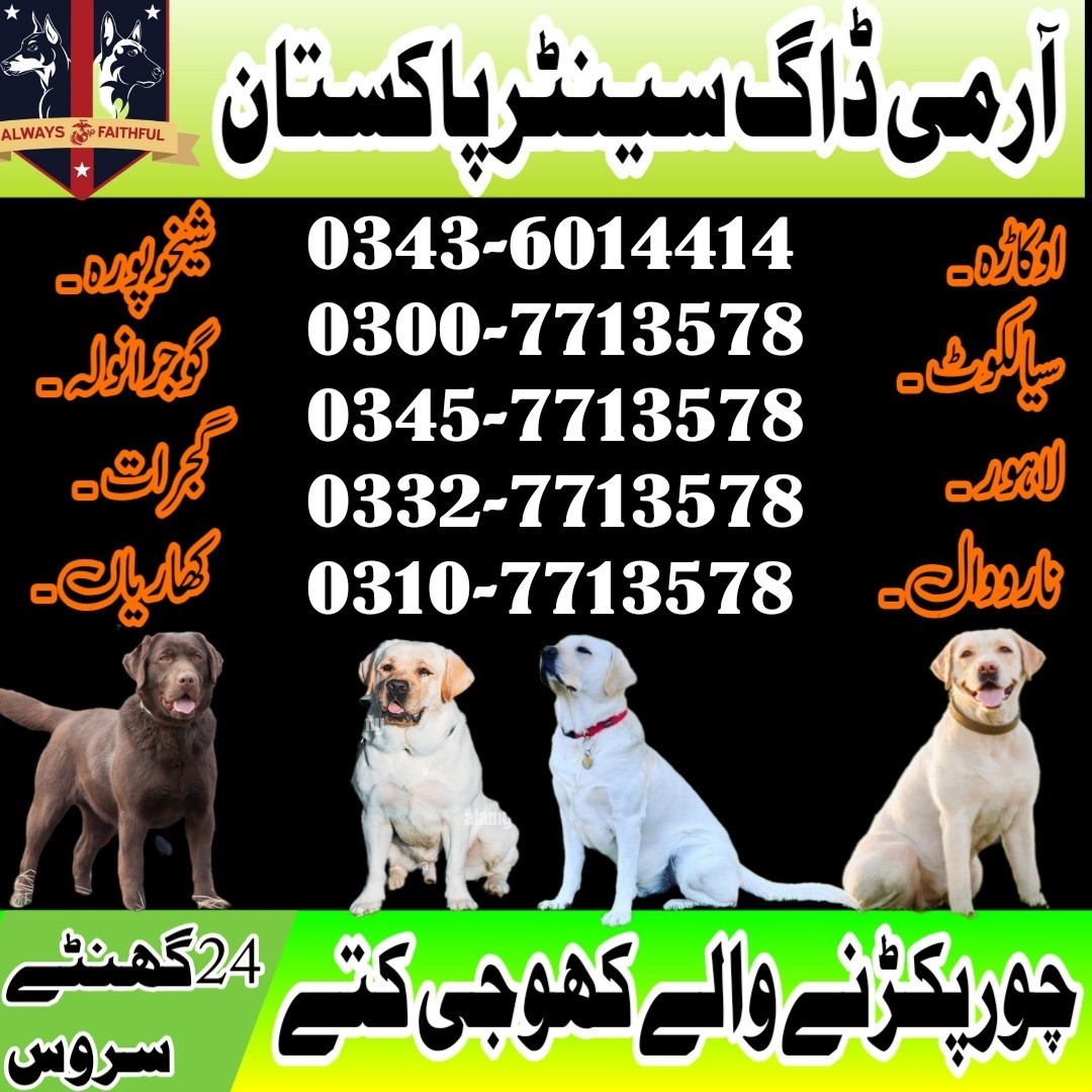 Khoji Dog Centre Okara  0300-7713578 Khoji Kutta Okara