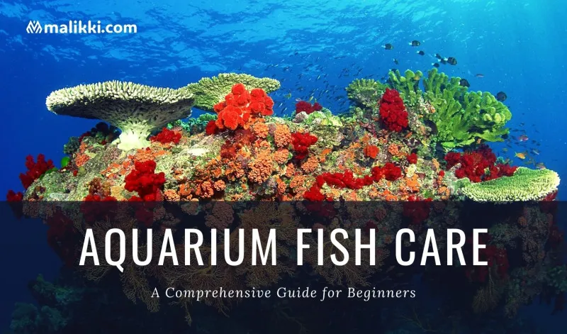 Aquarium Fish Care: A Comprehensive Guide for Beginners