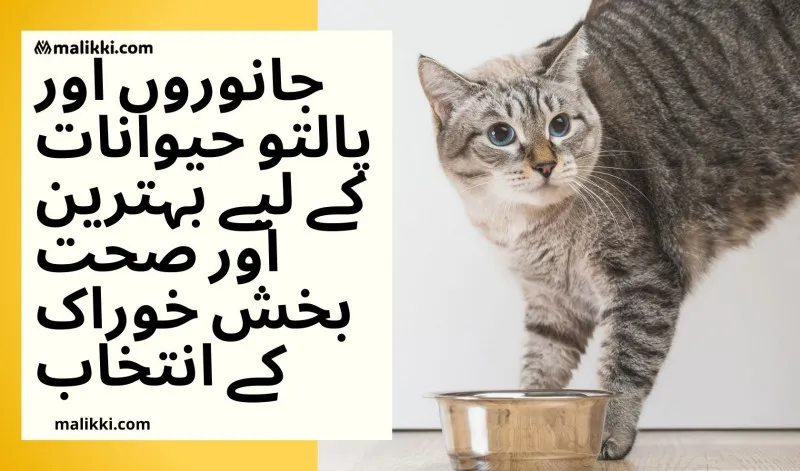 جانوروں اور پالتو حیوانات کے لیے بہترین اور صحت بخش خوراک کے انتخاب