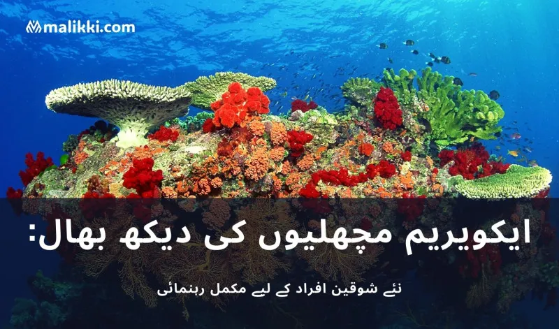 ایکویریم مچھلیوں کی دیکھ بھال: نئے شوقین افراد کے لیے مکمل رہنمائی