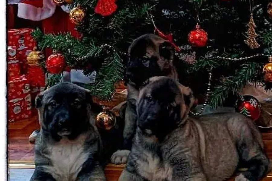 turkish kangal puppies are available for booking Blue Area, Islamabad