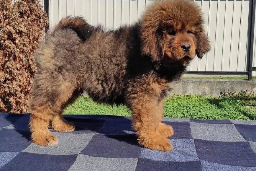 Tibetan mastiff puppies are available for import Bani Gala, Islamabad