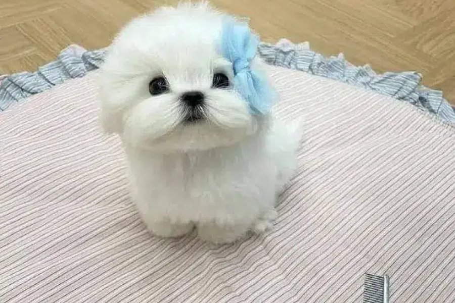 Maltese micro mini tea Cup puppies are available for import DHA Phase 7, Karachi