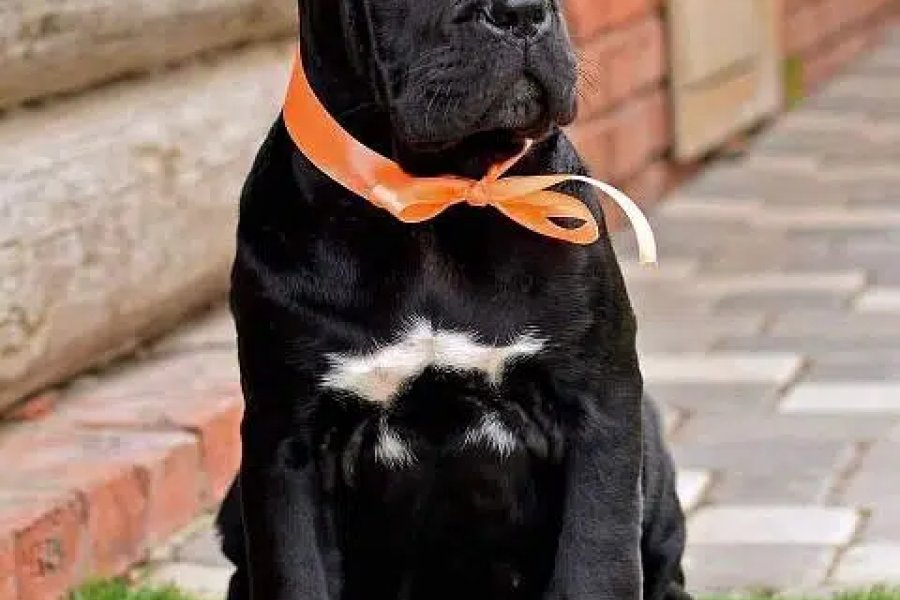 Cane corso puppies are available for import extremely Good quality Capital Valley Islamabad, Islamabad
