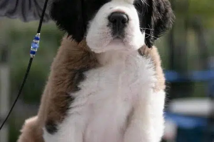 Saint Bernard puppy are available for import Blue Area, Islamabad