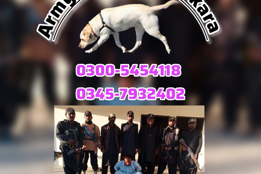 Army Dog Centre Nowshehra 03005454118 ( khoji dog (