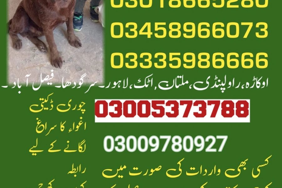 Army dog center Narowal 03009780927 (khoji dog Narowal)