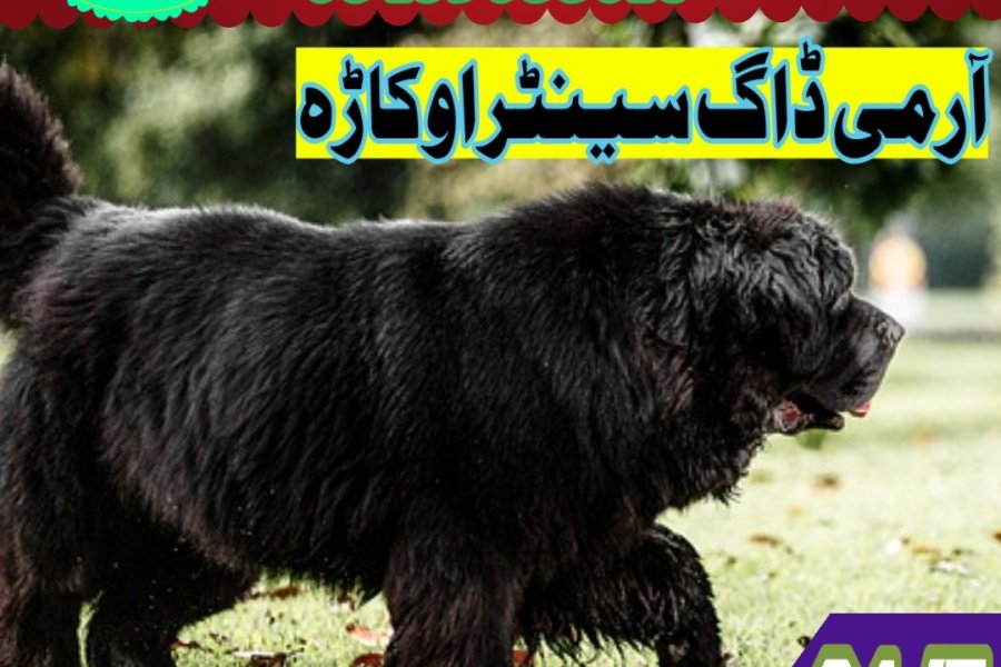 Army dog center Sialkot 03458966073 (khoji dog center sialkot)