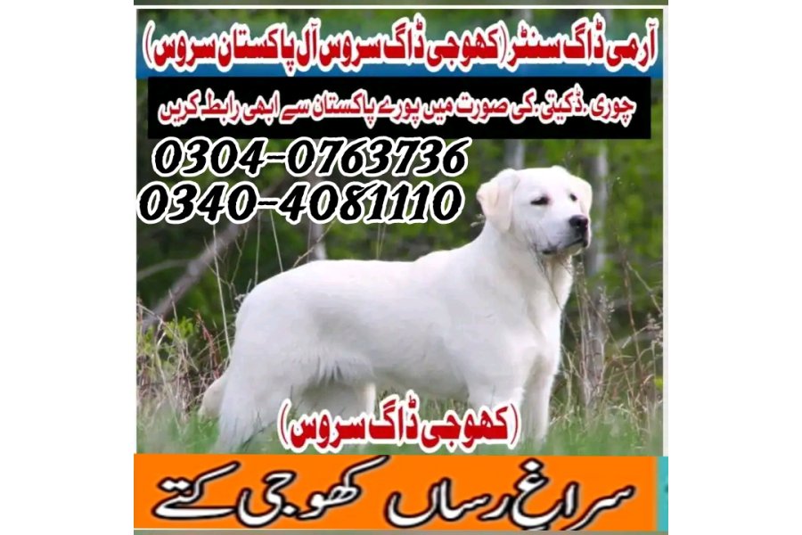 Army dog center  sargodha cantt 03003787282