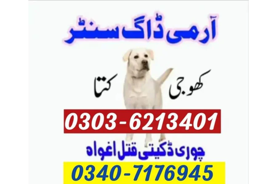 آرمی ڈاگ سنٹر پاکستان 03036213401 | پاکستان میں کھوجی کتا | کتے-0