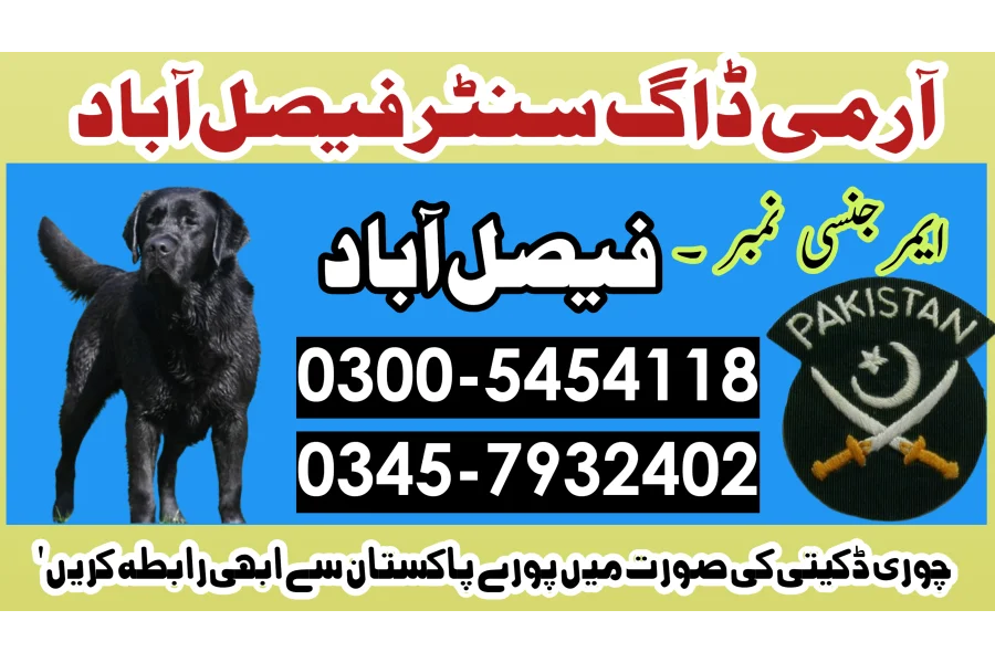 Khoji Dog in Faisalabad 03005454118 ! Khoji kutta Contact Number-0