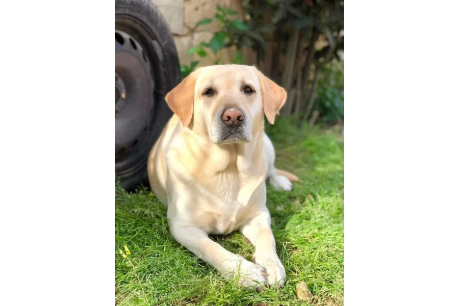 Army dog center okara 0340-4081110