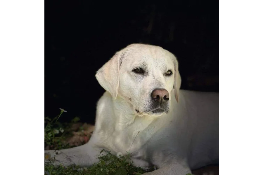 Army dog center badin 0346-6108015