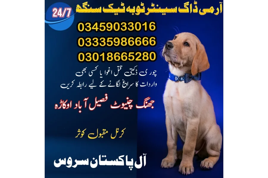 Army Dog Center Toba Tek Singh 03005373788(search institute agency