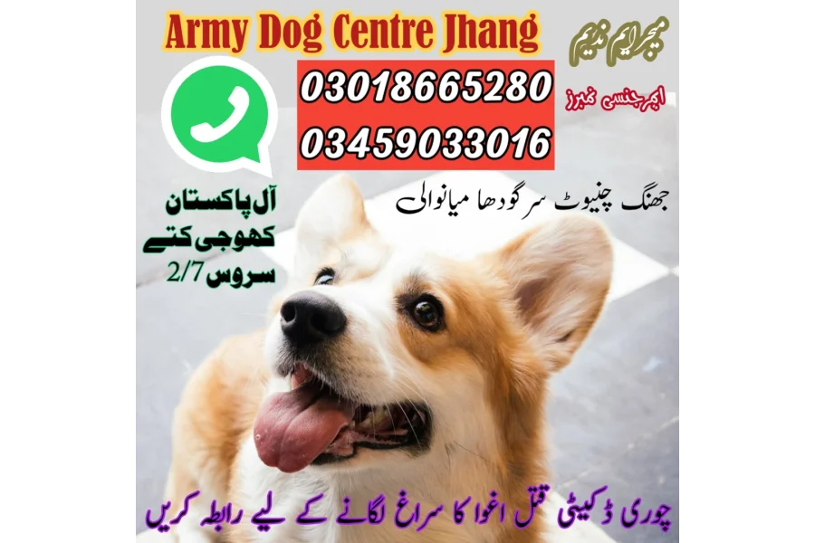 Army Dog Center jhang 03458966073(khoji dog)