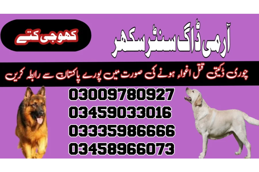 Army Dog Center Sukkur 03459033016 (کھوجی کتے)-0