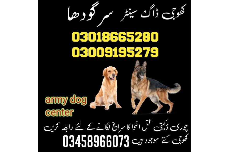 Army dog center sargodha 03005373788 khoji dog center sargodha