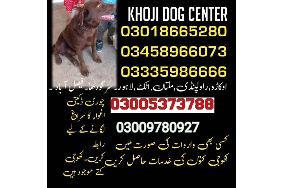 Army Dog Centre chakwal 03009195279 Khoji dog center chakwal