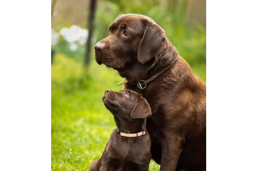 آرمی ڈاگ سنٹر واہ کینٹ 0300-3787282-0