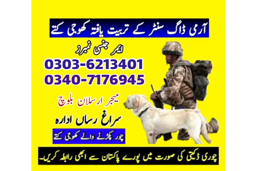 Spy Dog Center Sindh Hyderabad 03036213401 / khoji kutta