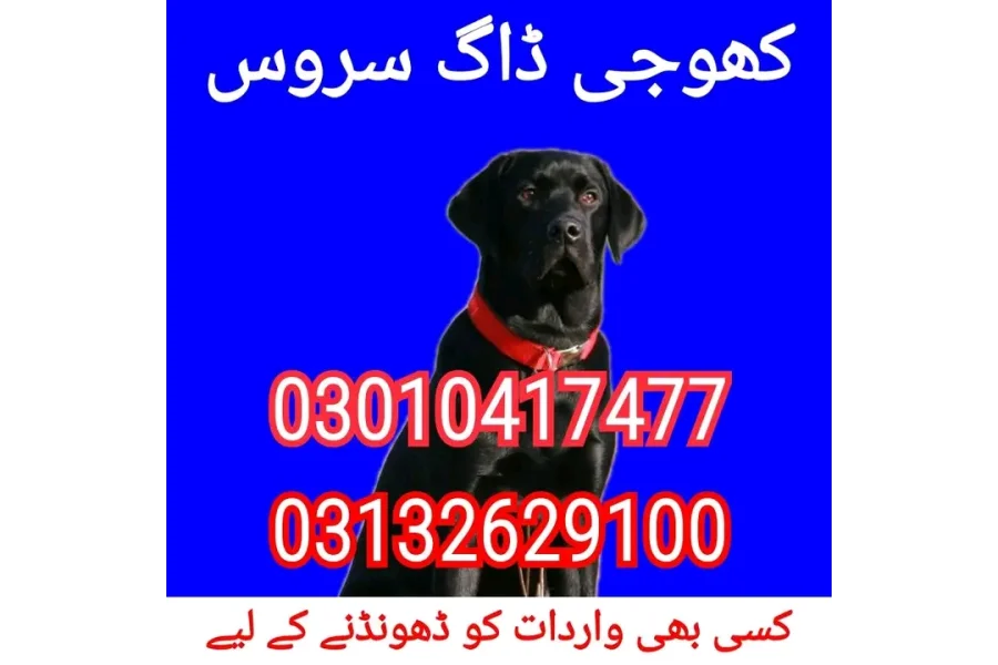 Army dog center multan cantt 03010417477