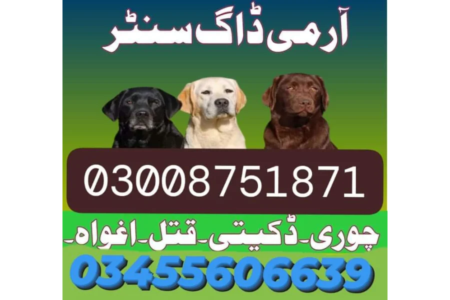 Army Dog Center swabi 03336021470-0