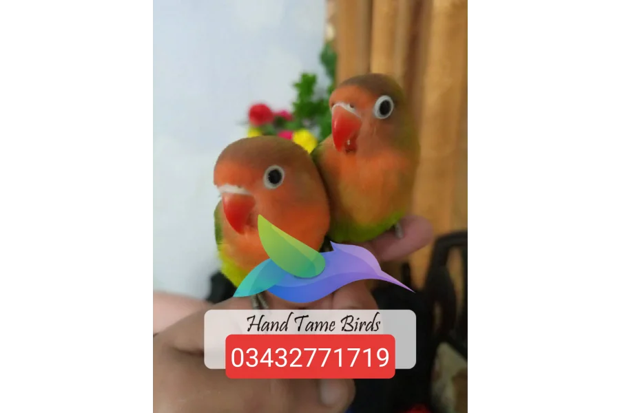Hand Tamed Birds Cocktails love birds budgies ringneck hand tamed-0