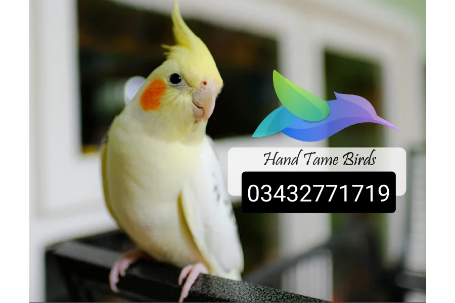 Hand Tamed Birds Cocktails love birds budgies ringneck hand tamed