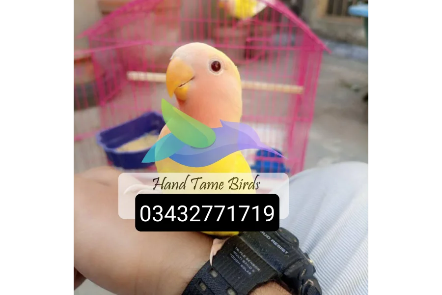 Hand Tamed Birds Cocktails love birds budgies ringneck hand tamed