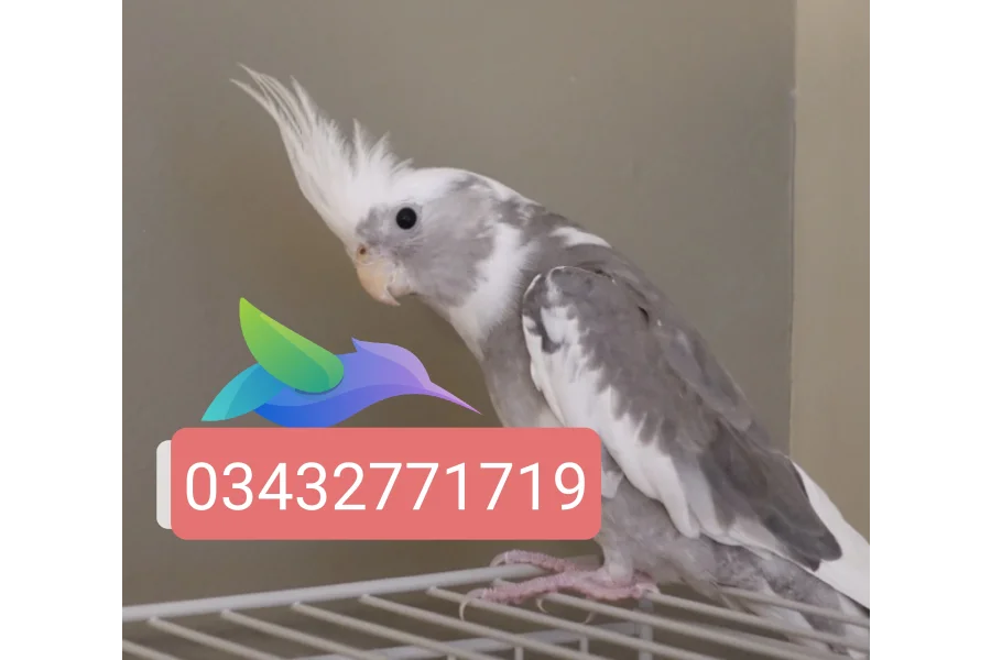 Hand Tamed Birds Cocktails love birds budgies ringneck hand tamed