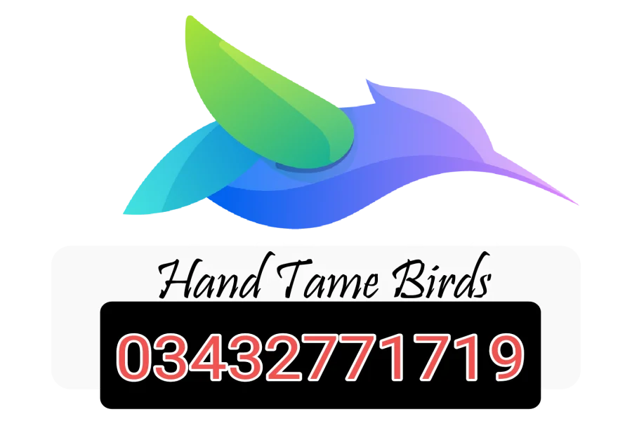 Hand Tamed Birds Cocktails love birds budgies ringneck hand tamed