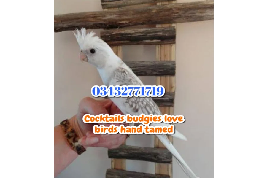Hand Tamed Birds Cocktails love birds budgies ringneck hand tamed