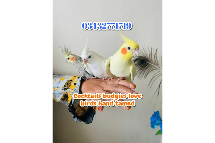 Hand Tamed Birds Cocktails love birds budgies ringneck hand tamed
