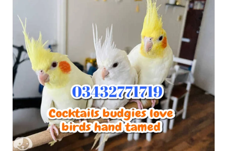 Hand Tamed Birds Cocktails love birds budgies ringneck hand tamed