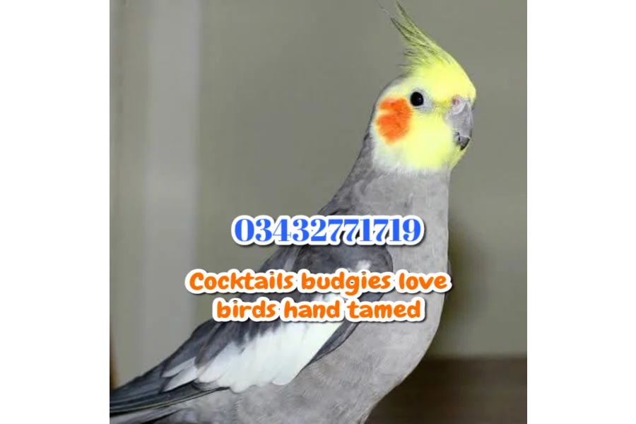 Hand Tamed Birds Cocktails love birds budgies ringneck hand tamed