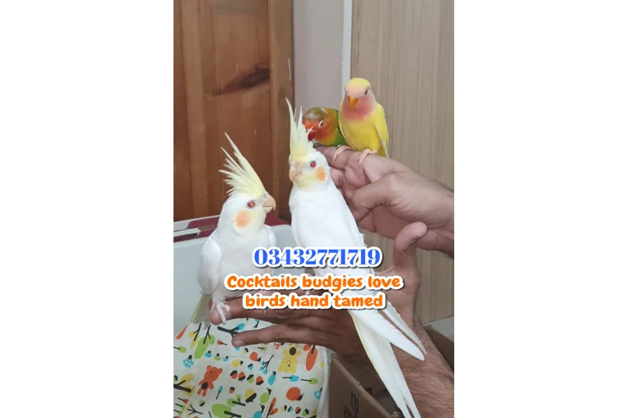 Hand Tamed Birds Cocktails love birds budgies ringneck hand tamed