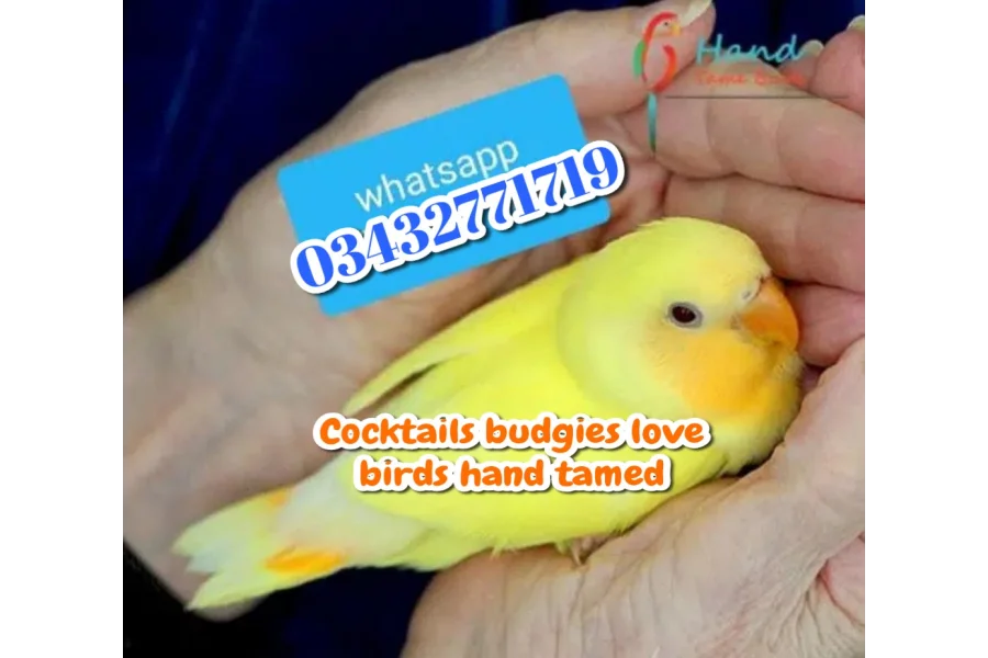Hand Tamed Birds Cocktails love birds budgies ringneck hand tamed