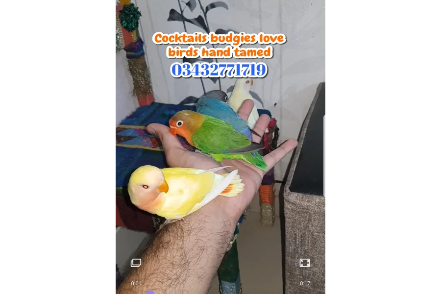 Hand Tamed Birds Cocktails love birds budgies ringneck hand tamed
