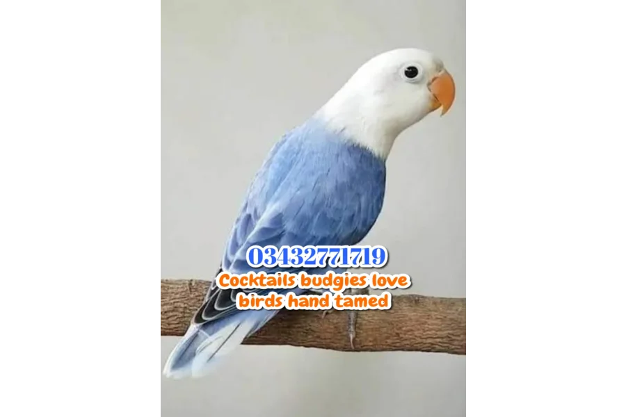 Hand Tamed Birds Cocktails love birds budgies ringneck hand tamed
