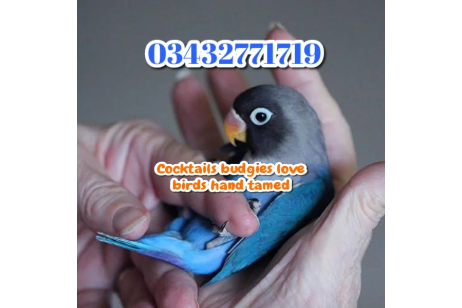 Hand Tamed Birds Cocktails love birds budgies ringneck hand tamed