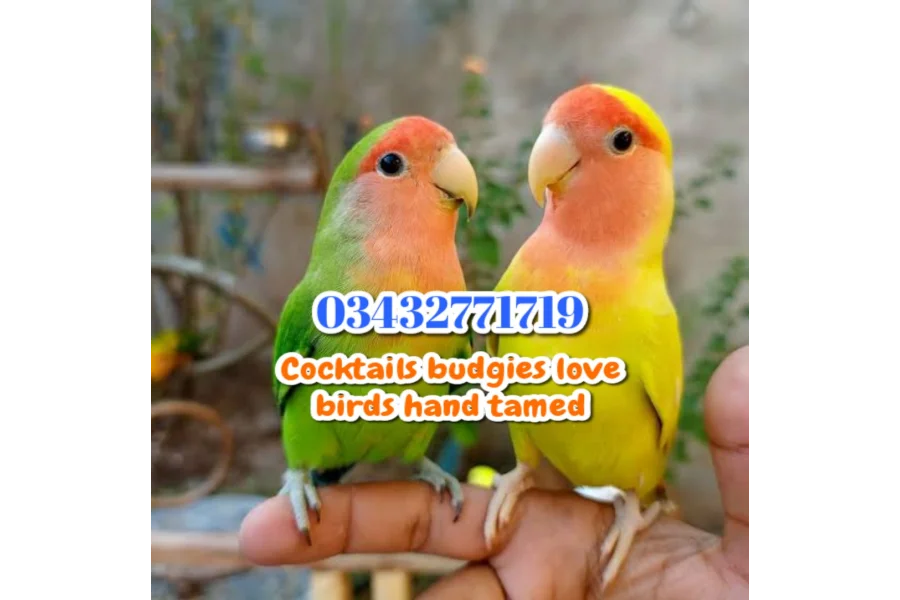 Hand Tamed Birds Cocktails love birds budgies ringneck hand tamed