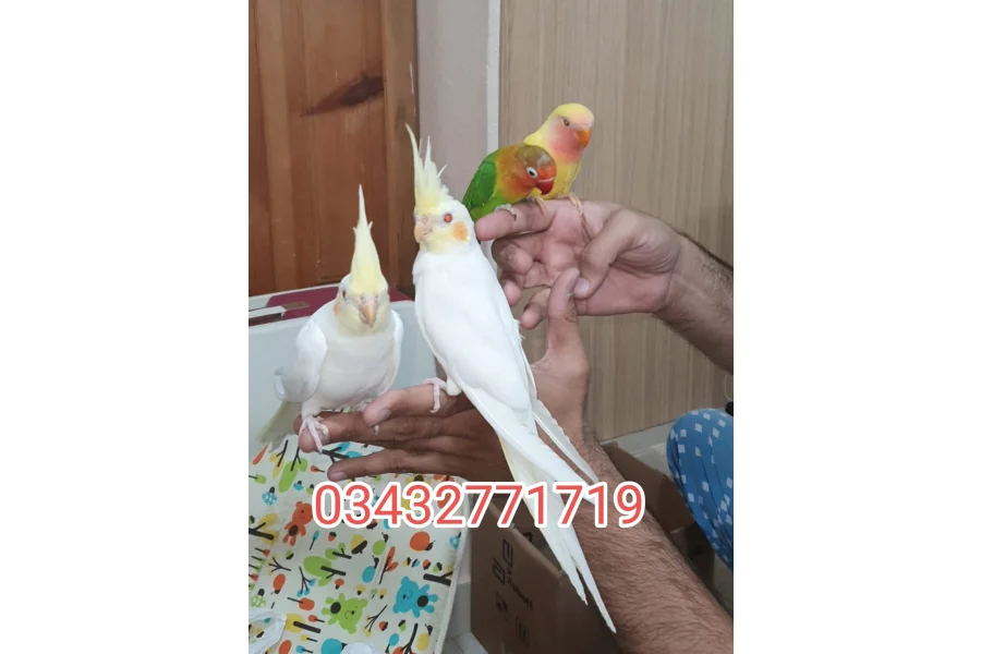 Hand Tamed Birds Cocktails love birds budgies ringneck hand tamed