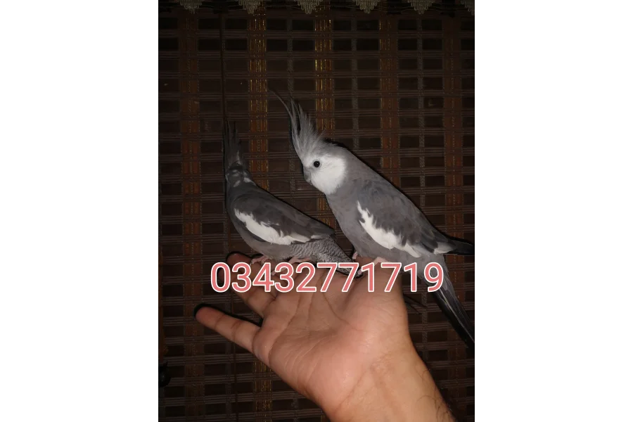 Hand Tamed Birds Cocktails love birds budgies ringneck hand tamed