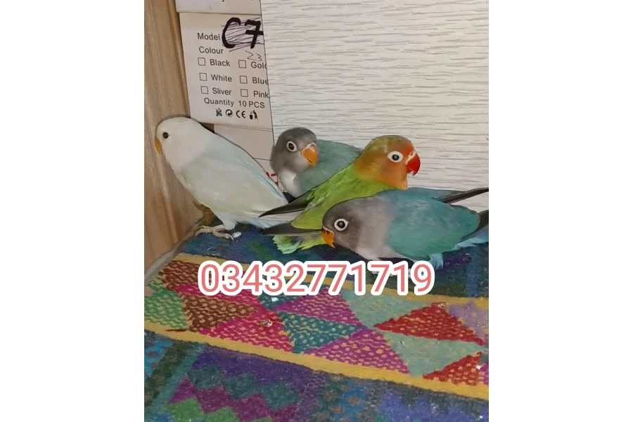 Hand Tamed Birds Cocktails love birds budgies ringneck hand tamed