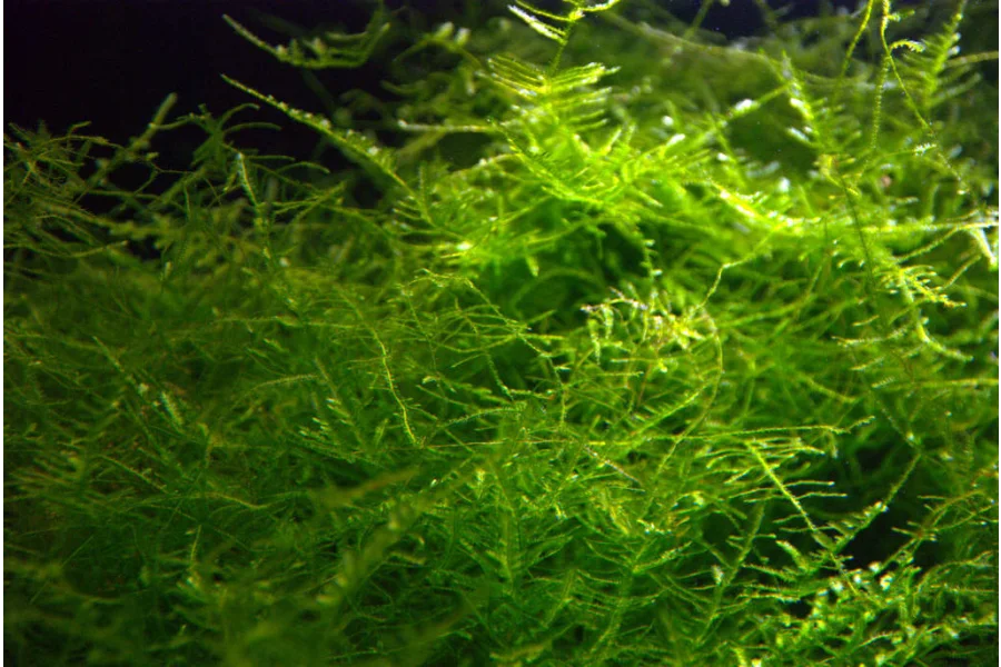 Aquarium Plants