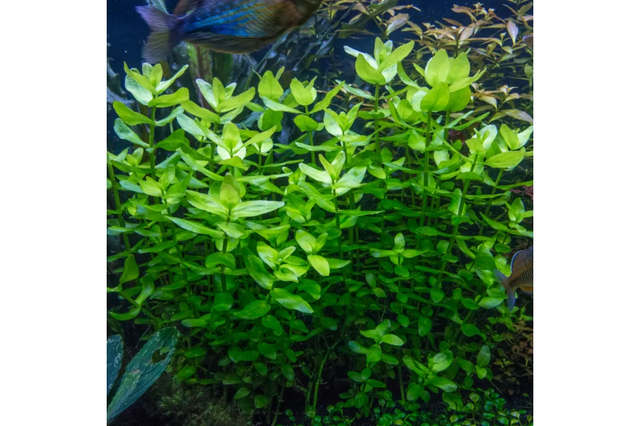 Aquarium Plants