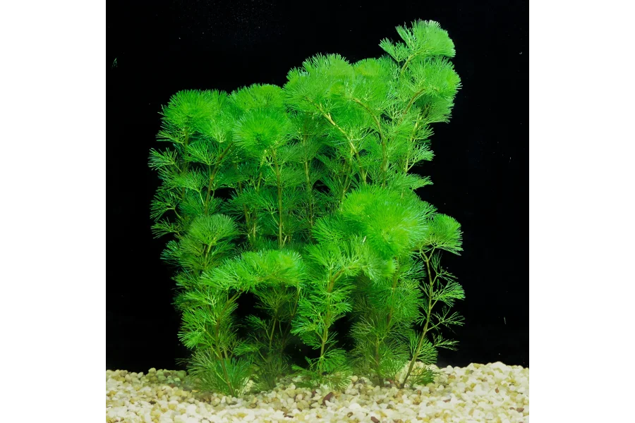 Aquarium Plants-0